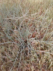 Chloris verticillata