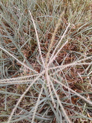 Chloris verticillata