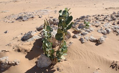 giant milkweed