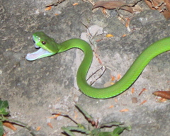 Trimeresurus insularis