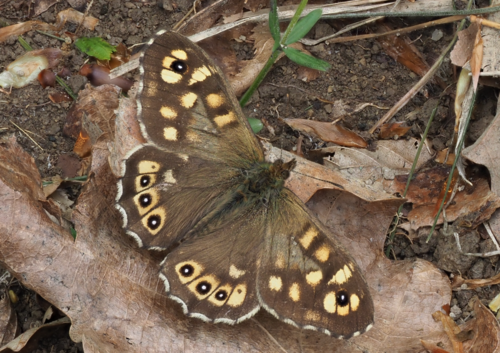 Margasis satyras nuotrauka