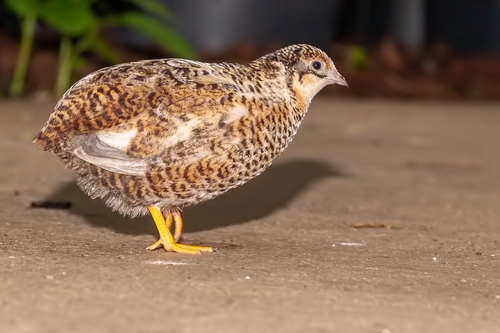 Foto de King Quail