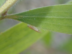 Boreioglycaspis melaleucae