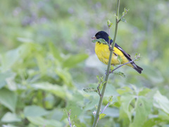 Spinus psaltria