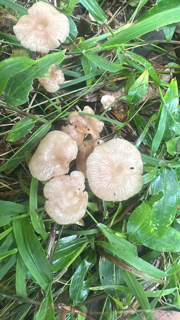 Collybia kurara · April 2025 · photo: © lukas74 (iNaturalist, cc-by)