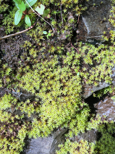 yellowish fork-moss (Dichodontium flavescens)