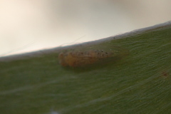 Boreioglycaspis melaleucae