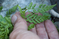 Athyrium americanum
