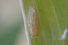 Boreioglycaspis melaleucae