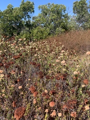 Eriogonum fasciculatum fasciculatum