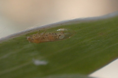 Boreioglycaspis melaleucae