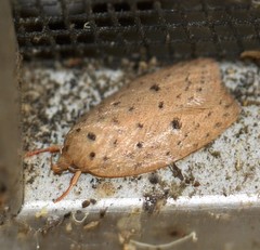 Garrha atripunctatella