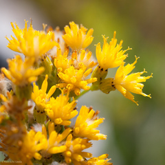 Senecio scorzonella