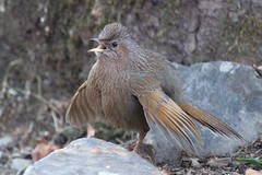 Trochalopteron lineatum