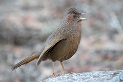 Trochalopteron lineatum