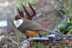 Pterorhinus albogularis