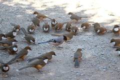 Pterorhinus albogularis