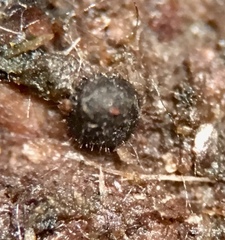 Podospora appendiculata