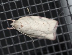 Euchaetis inceptella