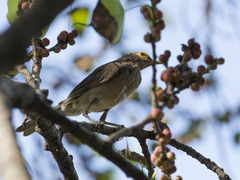 Turdus nudigenis