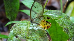 Haetera piera