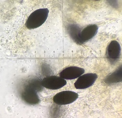 Podospora appendiculata