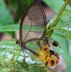 Haetera piera