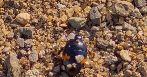 Saprinus ornatus