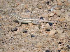 Sceloporus cozumelae