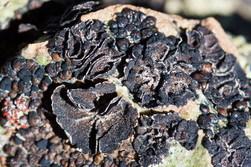 Umbilicaria polaris image