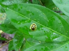 Ischnocodia annulus