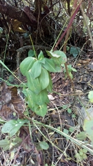 Peperomia fruticetorum