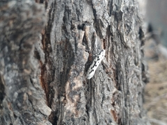 Ethmia candidella