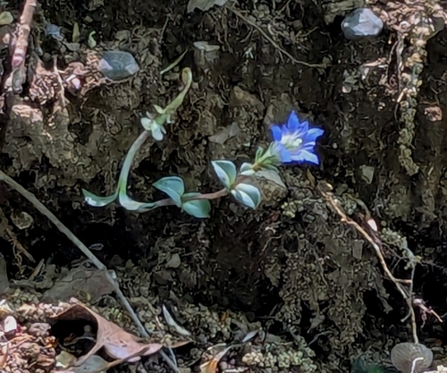 Image of Gentiana zollingeri by (c) mami_t_t, some rights reserved (CC BY)