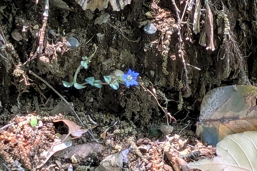 Image of Gentiana zollingeri by (c) mami_t_t, some rights reserved (CC BY)