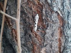 Ethmia candidella