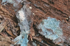 Byssocorticium atrovirens
