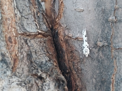 Ethmia candidella