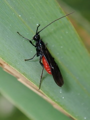 Atanycolus cappaerti