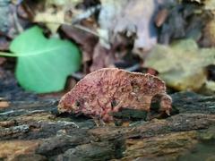 Sarcoporia longitubulata