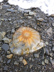 Chrysaora melanaster