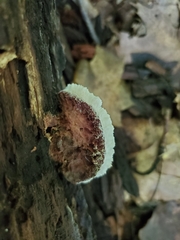 Sarcoporia longitubulata