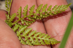 Athyrium americanum