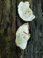 Sarcoporia longitubulata