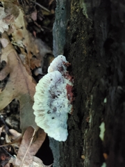 Sarcoporia longitubulata