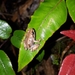 Pristimantis andinognomus - Photo (c) michelle_angamarca, some rights reserved (CC BY-NC)