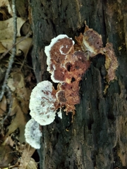 Sarcoporia longitubulata