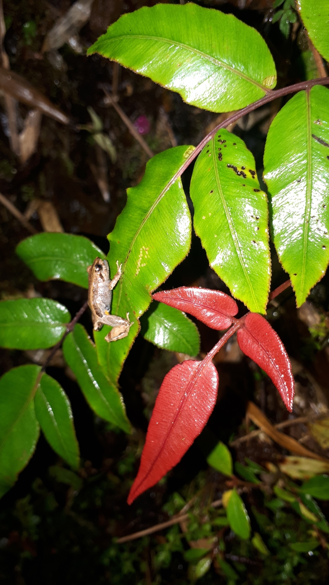 Pristimantis andinognomus image