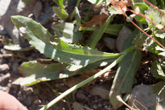 Senecio scorzonella