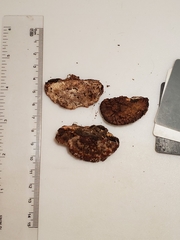 Sarcoporia longitubulata